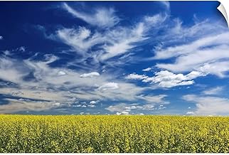 CANVAS ON DEMAND Flowering Canola Field, East of Calgary, Wall Decal, Countryside Artwork