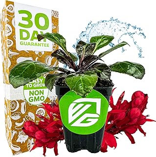 Cardinal Flower Live Plant - Lobelia cardinalis by Wellspring Gardens - Versatile Starter Plant - Hummingbird Pollinator