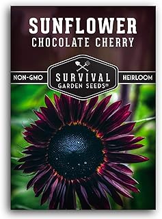 Chocolate Cherry Sunflower Seeds for Planting | Rare Burgundy Black Blooms, 6-7ft Giant Non-GMO Heirloom Flower - Survival Garden Seeds (1 Pack)