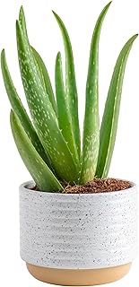 Costa Farms Aloe Vera Live Plant in Decorative Pot, Easy to Maintain, Air Purifying Succulent Indoor Houseplant, Home, Room, or Office Decor, House Warming or Birthday Gift, 12-18 Inches Tall