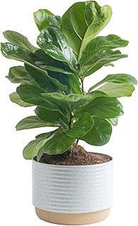 Costa Farms Baby Fiddle Leaf Fig Live Plant in Decorative Pot, Indoor Houseplant, Perfect for Home, Room, or Office Decor, Great House Warming or Birthday Gift, 12-18 Inches Tall