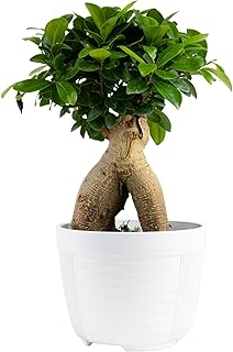 Costa Farms Bonsai Miniature Tree Live Plant in Decorative Pot, Easy Indoor Houseplant, Assorted Variety, Zen Home, Room, or Office Decor, House Warming or Birthday Gift, 12-15 Inches Tall