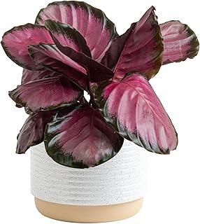 Costa Farms Calathea Pink Star Live Plant in Decorative Pot, Indoor Houseplant, Perfect for Home, Room, or Office Decor, Great House Warming or Birthday Gift, 12-18 Inches Tall
