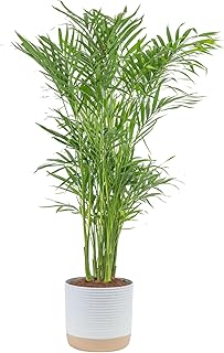 Costa Farms Cat Palm Live Plant in Decorative Pot, Large Indoor Houseplant, Perfect for Home, Room, or Office Decor, Great House Warming or Birthday Gift, 3-4 Feet Tall