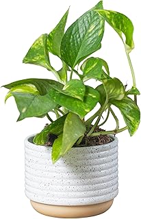 Costa Farms Golden Pothos Live Plant, Devil's Ivy in Decorative Pot, Easy to Maintain, Air Purifying Indoor Houseplant, Home, Room, or Office Decor, House Warming or Birthday Gift, 12-14 Inches Tall
