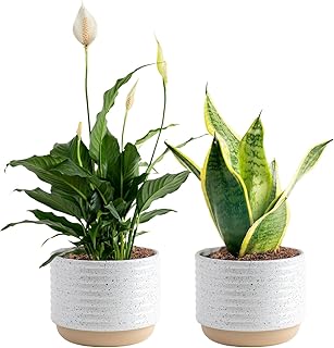 Costa Farms Live Indoor Plant Bundle in Decorative Pots, Easy to Maintain, Air Purifying Indoor Houseplants, Assorted Varieties, Room or Office Decor, House Warming Gift, 8-12 Inches Tall, Pack of 2