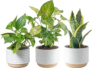 Costa Farms Live Indoor Plants in Decorative Pots, Easy to Maintain, Air Purifying Houseplants, Assorted Varieties, Room or Home Decor, House Warming Gift, 8-12 Inches Tall, Pack of 3
