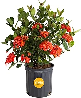Costa Farms Live Ixora Plant Blooming Shrub in 10in. Pot, Grower's Choice Color Flowers - Houseplant for Garden & Home Decor - Indoor, Outdoor and Patio Plant
