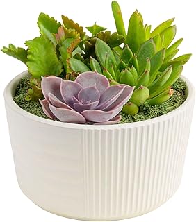 Costa Farms Live Succulents Garden, Assorted Plant Varieties in Decorative Pot, Easy to Maintain Succulent Indoor Houseplants, Room Decor, House Warming or Birthday Gift, 6 Inches Tall