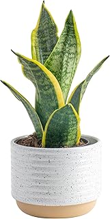 Costa Farms Snake Plant, Sansevieria Live Plant in Decorative Pot, Easy to Maintain, Air Purifying Succulent Indoor Houseplant, Assorted Variety, Home, Room, or Office Décor, 8-12 Inches Tall