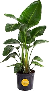 Costa Farms White Bird of Paradise Live Plant in Plastic Pot, Large Indoor Houseplant, Perfect for Home, Room, or Office Decor, Great House Warming or Birthday Gift, 3-4 Feet Tall
