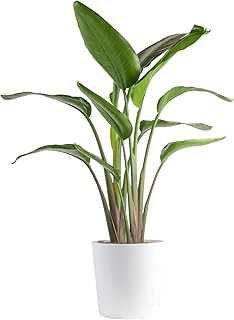 Costa Farms White Bird of Paradise, Strelitzia nicolai, Live Indoor Plant in Décor Planter Pot, Air-Purifying Tropical Houseplant, Housewarming Gift, Living Room, Office, and Home Decor, 3-4 Feet Tall