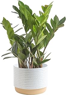 Costa Farms ZZ Live Plant in Decorative Pot, Easy to Maintain, Air Purifying Indoor Houseplant, Perfect for Home, Room, or Office Decor, Great House Warming or Birthday Gift, 12-20 Inches Tall