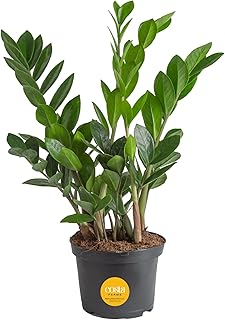 Costa Farms ZZ Live Plant in Plastic Pot, Easy to Maintain, Air Purifying Indoor Houseplant, Perfect for Home, Room, or Office Decor, Great House Warming or Birthday Gift, 12-20 Inches Tall