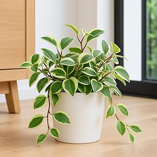 Cupid Peperomia (Peperomia scandens 'variegata) – Live Plant in 2 Inch Pot - Compact, Easy-Care Houseplant with Trailing Charm
