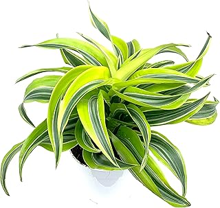 Dracaena Lemon Surprise Air Purifying House Plant