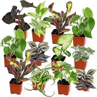 Easy to Grow Houseplants (12 Pack) Live House Plants in Plant Containers, Growers Choice Plant Set in Planters with Potting Soil Mix, Home Décor Planting Kit or Outdoor Garden Gifts by Plants for Pets