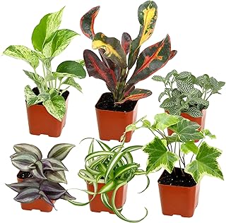 Easy to Grow Houseplants (6PK), Live House Plants in Plant Containers, Growers Choice Plant Set in Planters with Potting Soil Mix, Home Decor Planting Kit or Outdoor Garden Gifts by Plants for Pets