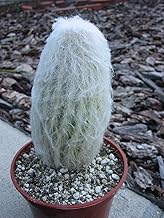 Fat Plants San Diego Espostoa Cactus (4 inch)