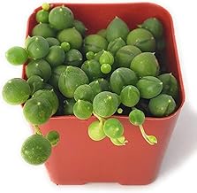 Fat Plants San Diego Trailing Succulent Collection (2 Inch, String of Pearls)