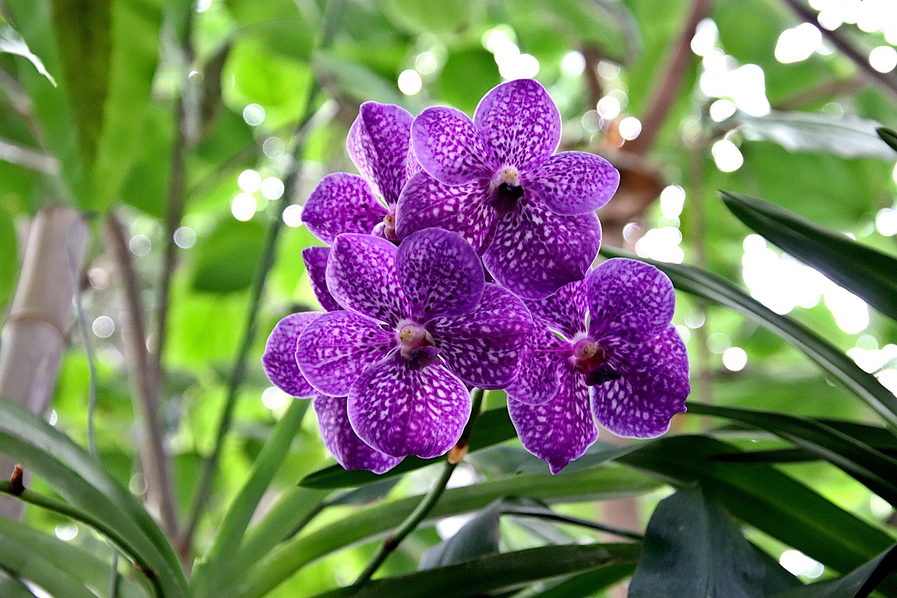 Rare Tropical Flowers: A Guide to Unique Gardening Gems