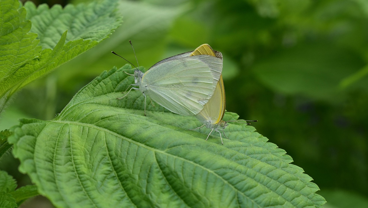 Effective Propagation Methods for Thriving Tropical Plants