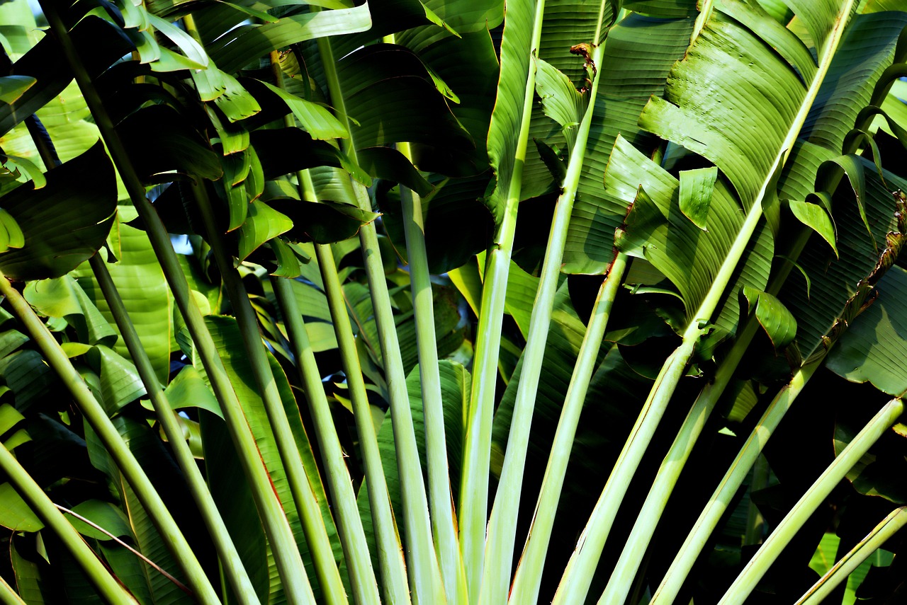 Transform Your Space with Vibrant Tropical Foliage Plants