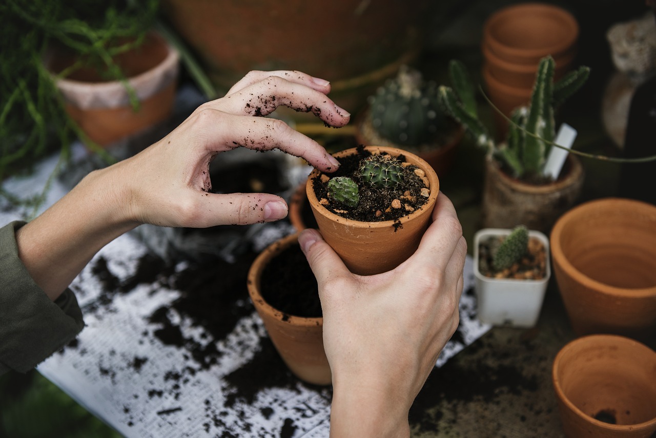 How to Choose the Best Soil for Tropical Indoor Plants