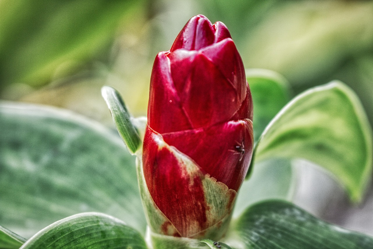 Creating the Perfect Tropical Garden Layout: A Step-by-Step Guide