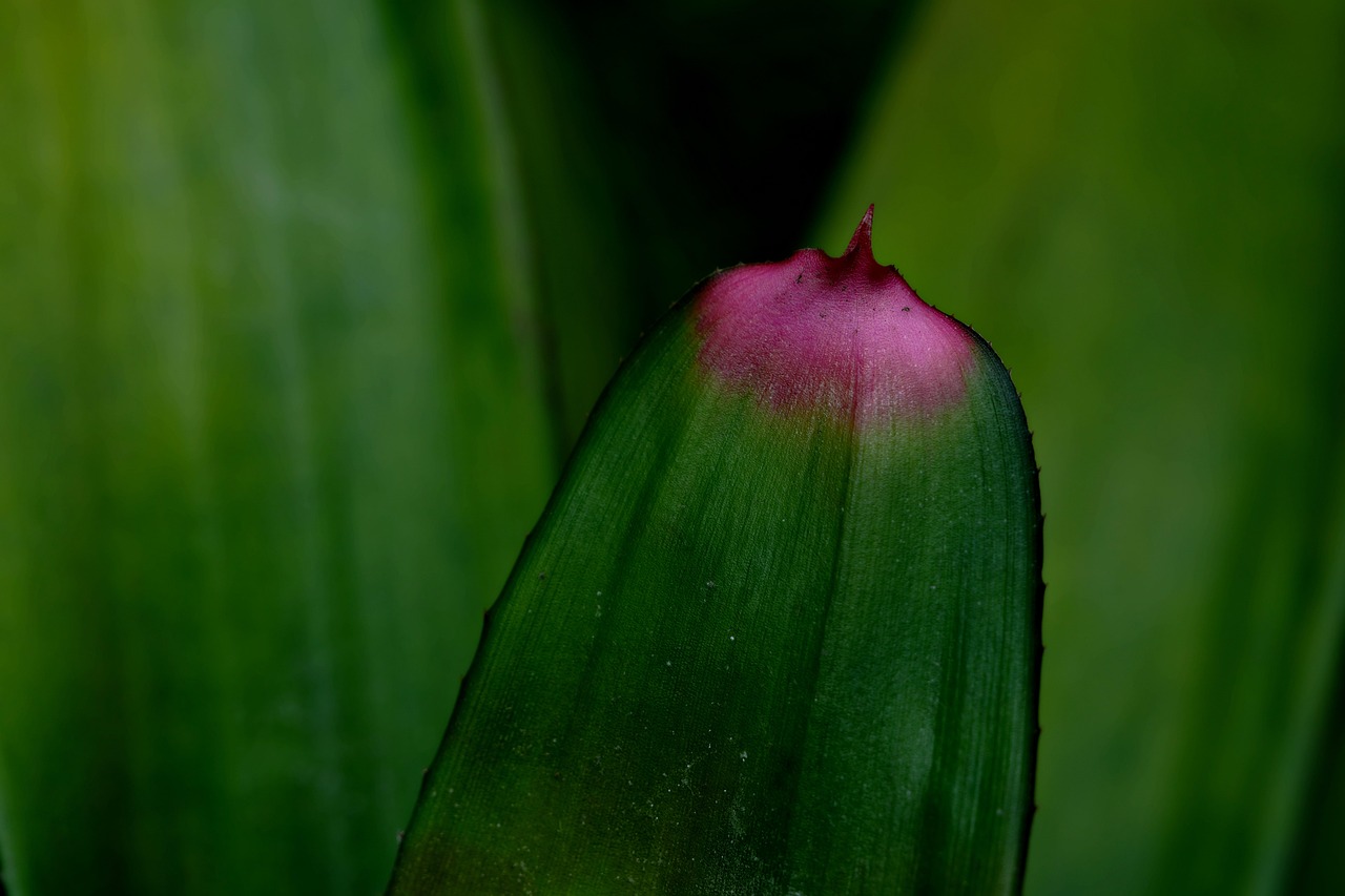 Essential Tips for Choosing Tropical Plants for Your Space