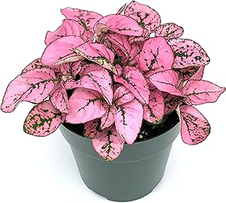 Hypoestes Pink Splash Live Potted House Plants Air Purifying in 2" Pot