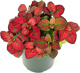 Hypoestes Red Splash Air Purifying Houseplants, 2" Pot