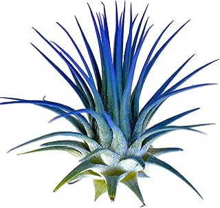 Ionantha Guatemala Tillandsia Air Plant, Guatemala Tillandsia Live Airplant, Healthy Arrival Guaranteed, Great Indoor Plant, Home Decor & Gift (Blue)