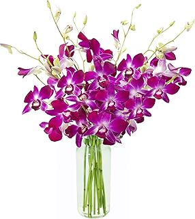 KaBloom Flowers - Bouquet of Purple Orchids from Thailand with Vase - Gift for Birthday, Sympathy, Anniversary, Thank You, Valentine, Mother’s Day Fresh Flowers