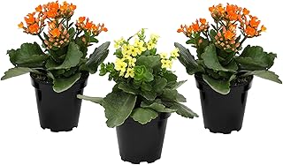 Kalanchoe Live Succulents Plants Live Flowers (3 Pack), Kalanchoe Plant Live Succulent Plants, Kalanchoe Plants Live Indoor Plants Live Houseplants, Fresh Flowers for Delivery Prime by Plants for Pets