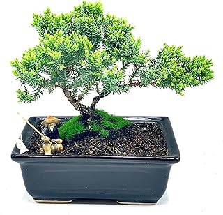 Live Dwarf Juniper Bonsai Tree About 6 Years Old with Cute Ceramic Fisherman | Juniper Bonsai Tree | Indoor/Outdoor | 100% Handcrafted| Home and Office Décor | Best Gift for Holiday