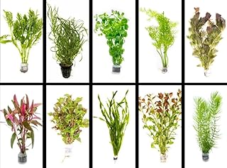 Live Freshwater Aquarium Plants - 5 Assorted Bundle Rooted for Fish Tanks - (Grower's Choice) Beginner Friendly