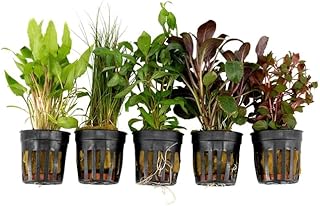 Live Freshwater Aquarium Plants - 5 Assorted Potted for Fish Tanks - (Grower's Choice) Beginner Friendly