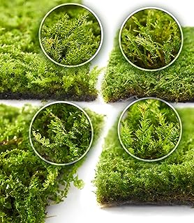 Live Moss 4-Pack (Each 3.5"x7") – Real Mixed Moss for Terrariums, Reptile Habitats, Fairy Gardens & Potted Plants – 4 Random Varieties, Easy to Revive, Natural Green Decor