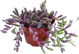 Live Succulent 4" Othonna Capensis Ruby Necklace, Succulents Plants Live, Succulent Plants Fully Rooted, House Plant for Home Office Decoration, DIY Projects, Party Favor Gift by The Succulent Cult