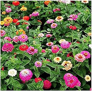 Mixed Zinnia Seeds for Planting Outdoors - 300 Fresh Seeds - Cut-and-Come-Again Zinnia Flowers - Grown in The USA