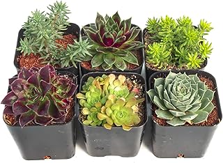 Mountain Crest Gardens Hardy Succulent Variety Pack - 6 Frost-Tolerant Live Plants, Rooted in 2 Inch Pots - Real Outdoor Succulents for Rock Gardens, Landscaping, DIY Arrangements