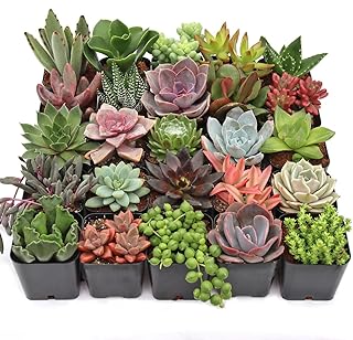 Mountain Crest Gardens Ultimate Succulent Variety Pack - 25 Unique Live Plants, Many Types, Rooted in 2 inch Pots - Indoor/Outdoor Real Succulents for Garden Decor, Favors, DIY Arrangements