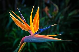 Orange Bird of Paradise Flower Seeds - 5 Seeds to Grow - Great Indoor Tropical Plant or Bonsai - Strelitzia Reginae