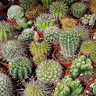 Outsidepride Mix Cactus Seeds - 1000 Pcs Perennial, Drought-Tolerant & Low Maintenance Succulent Seeds for Planting Blooms with Thick & Fleshy Stems for Sunny Gardens & Windowsills