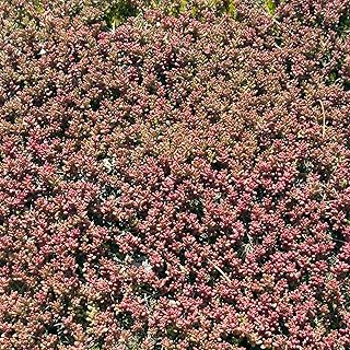 Outsidepride Red Rubra Antennaria Ground Cover Seeds - 1000 Pcs Perennial Hardy, Creeping Ground Cover Seeds for Low-Maintenance Garden, Soil Binding, Drought Tolerance & Deer Hardiness