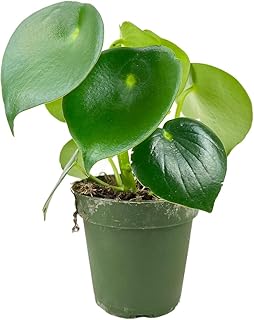 Peperomia Polybotrya Raindrop (4 inch + Grower Pot) - 4/6 inch Live Indoor Plants - Raindrop-Shaped Leaves Houseplants - Gift for Plant Lovers 2025