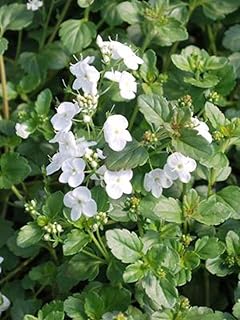 Perennial Farm Marketplace Veronica x 'Whitewater' (Speedwell) Groundcover, 1 Quart, Pure Whitish Flowers
