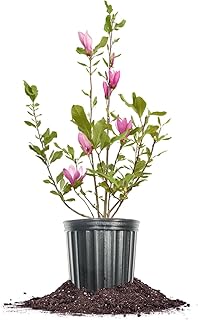 Perfect Plants Jane Magnolia Live Plant, 1 Gallon, Includes Care Guide