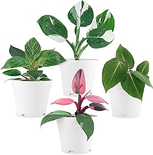 Philodendron Plant Live Exclusive Collection (4-Pack) – Rare Birkin, Gloriosum, Pink Princess & White Wizard in 2" Pot; Easy Care Indoor Plants Live Houseplants Decor for Home/Office/Garden